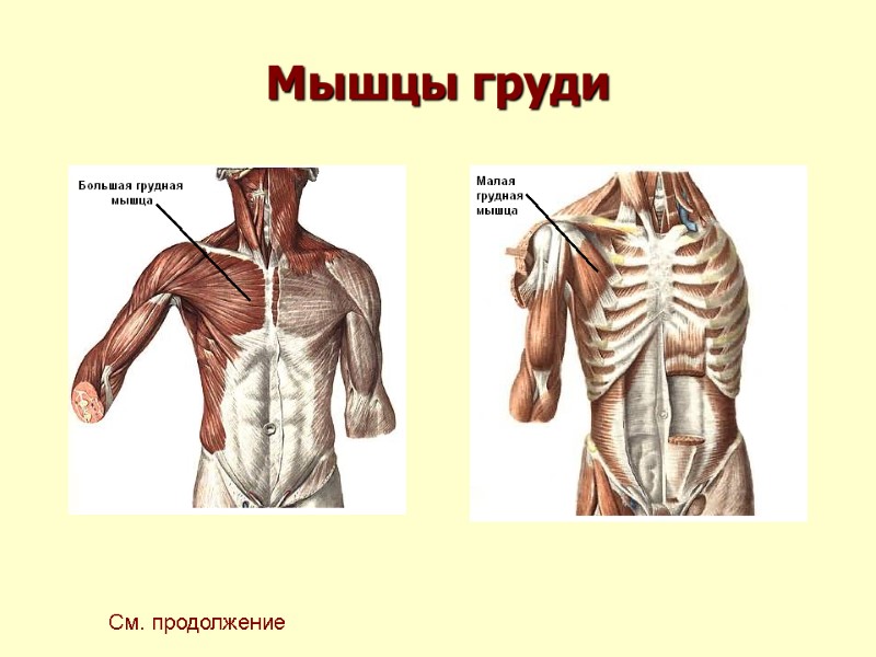 Мышцы груди См. продолжение